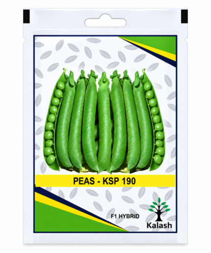 green pea seed
