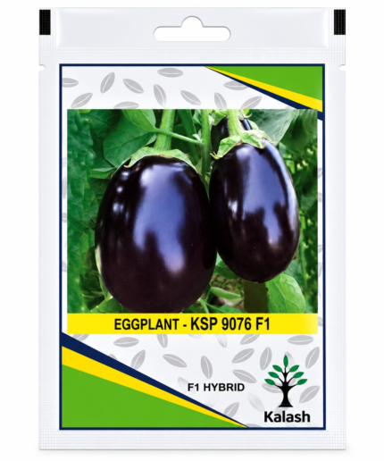 eggplant seeds