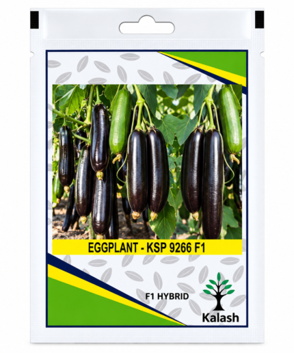 eggplant seed