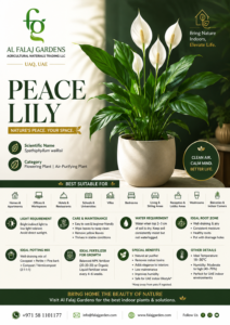 1.PEACE lily Eng