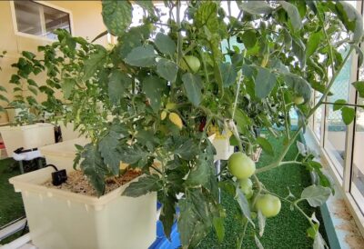 Hydroponic Dutch Bucket