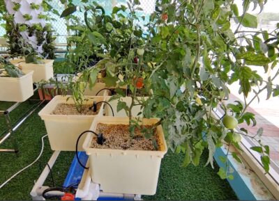 Hydroponic Dutch Bucket