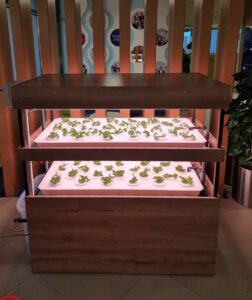 Hydroponic1