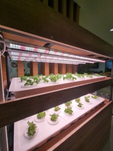 Hydroponic2