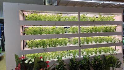 Hydroponic3
