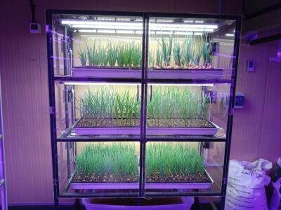 Hydroponic7