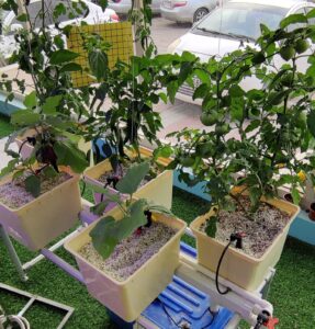 Hydroponic Dutch Bucket