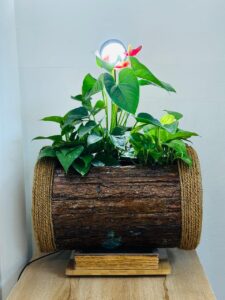 decorative indoor plants