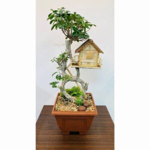 decorative indoor plants