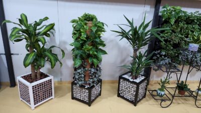 decorative indoor plants