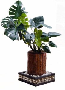 decorative indoor plants