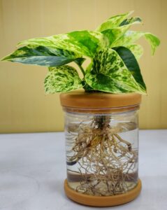 decorative indoor plants