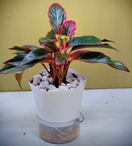 decorative indoor plants