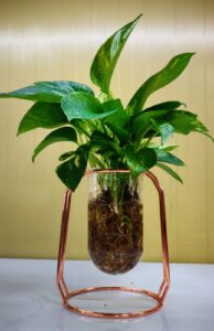 Indoor plant