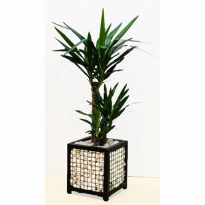 Indoor plant