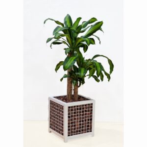 Indoor plant