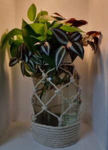 Indoor plant