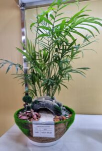 Indoor plant