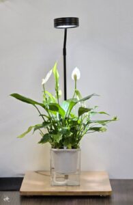 Indoor plant