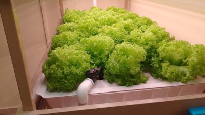 Hydroponic