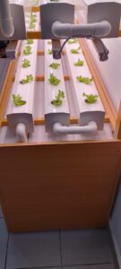 Hydroponic