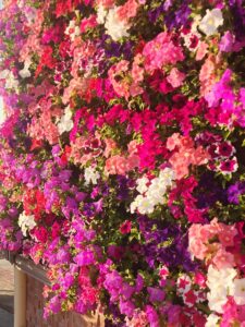 Green wall