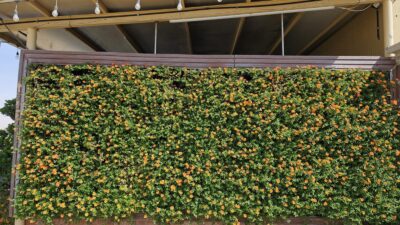 Green wall