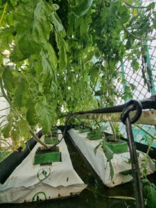 Hydroponic