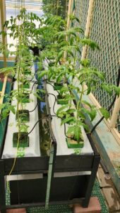 hydroponic