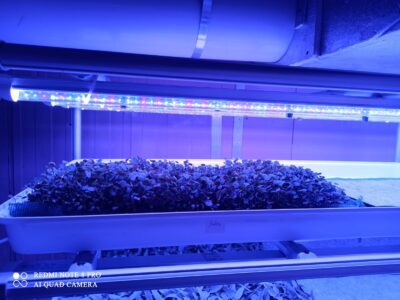 Hydroponic