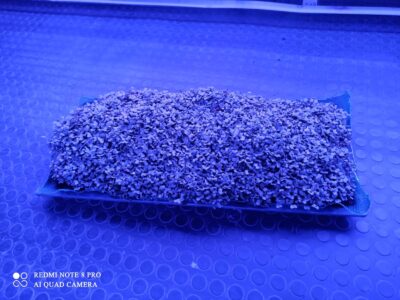 Hydroponic