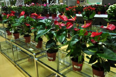 indoorplant