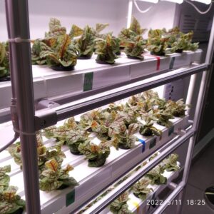 Hydroponic