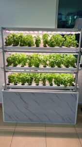 Hydroponic