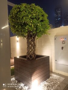 Indoor Plant