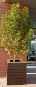 Indoor Plant