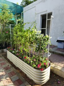 raised bed