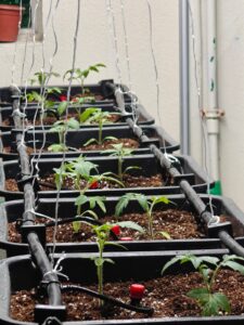 seedling